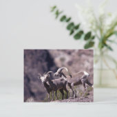 Desert bighorn schaap (kleine groep) briefkaart (Staand voorkant)