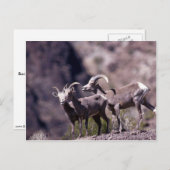 Desert bighorn schaap (kleine groep) briefkaart (Voorkant / Achterkant)