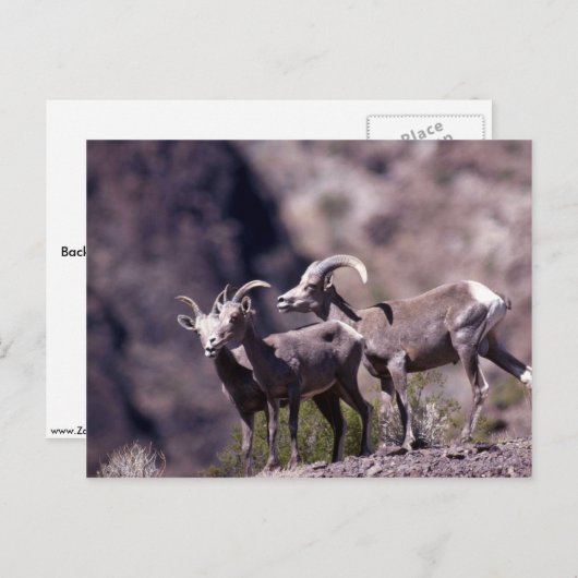 Desert bighorn schaap (kleine groep) briefkaart (Voorkant / Achterkant)