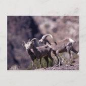 Desert bighorn schaap (kleine groep) briefkaart (Voorkant)