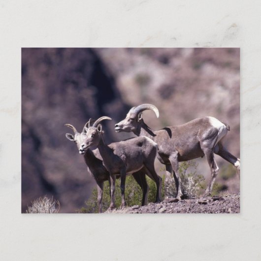 Desert bighorn schaap (kleine groep) briefkaart (Voorkant)