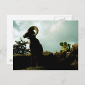 Desert Bighorn Sheep Briefkaart (Voorkant / Achterkant)