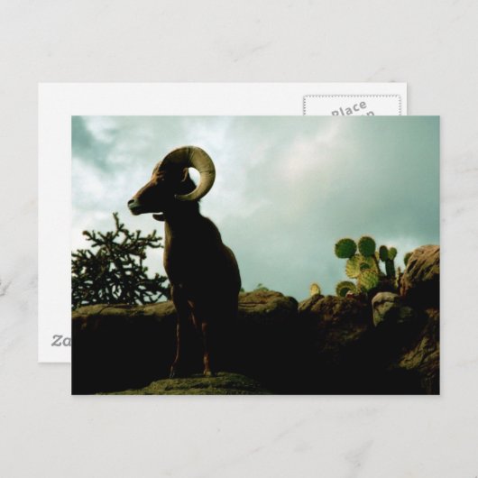 Desert Bighorn Sheep Briefkaart (Voorkant / Achterkant)
