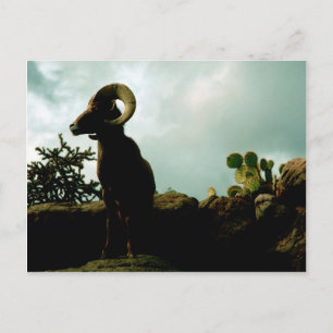Desert Bighorn Sheep Briefkaart