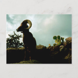 Desert Bighorn Sheep Briefkaart