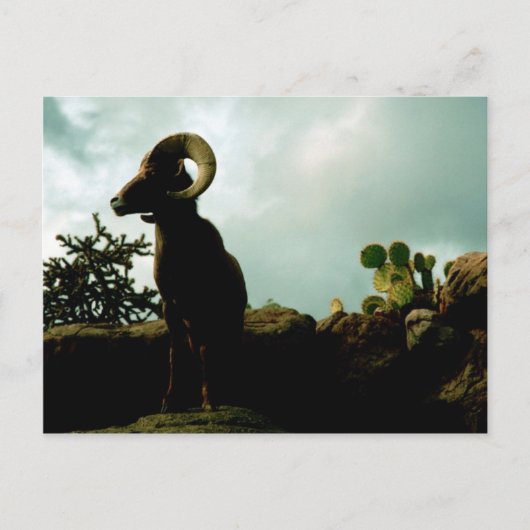 Desert Bighorn Sheep Briefkaart (Voorkant)