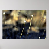 Desert Bloom Poster (Voorkant)