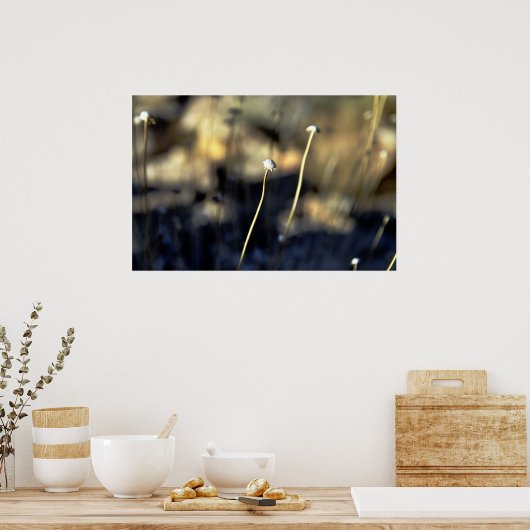 Desert Bloom Poster (Keuken)