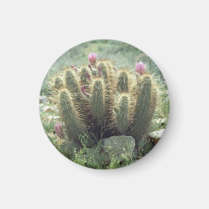 Desert Blooms Cactus Cactus Cekoelkast Gift Magnet