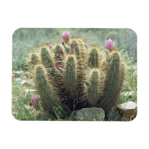 Desert Blooms Cactus Decorative Fridge Magnet Magneet