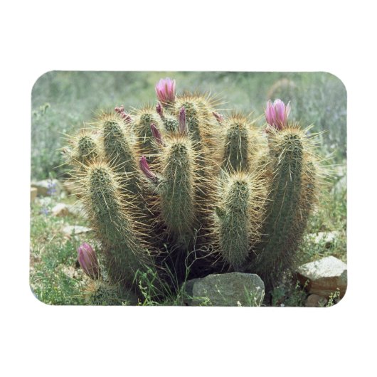 Desert Blooms Cactus Decorative Fridge Magnet Magneet (Horizontaal)