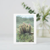 Desert Blooms Cactus Sonora Arizona Foto Briefkaar Briefkaart (Staand voorkant)
