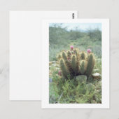 Desert Blooms Cactus Sonora Arizona Foto Briefkaar Briefkaart (Voorkant / Achterkant)