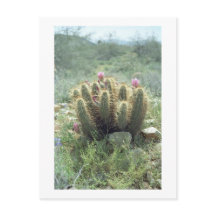Desert Blooms Cactus Sonora Arizona Foto Briefkaar