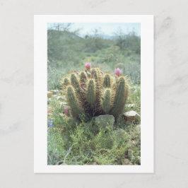 Desert Blooms Cactus Sonora Arizona Foto Briefkaar Briefkaart