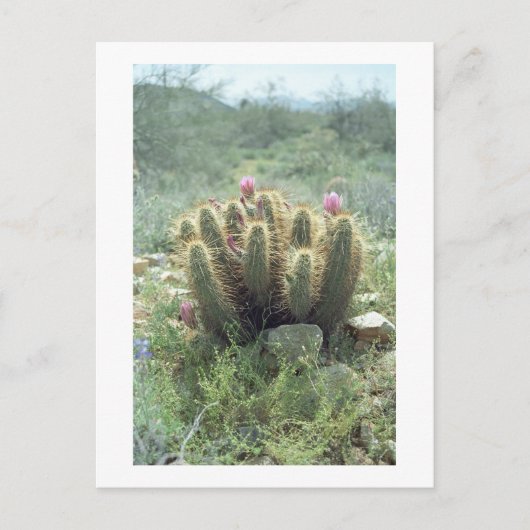 Desert Blooms Cactus Sonora Arizona Foto Briefkaar Briefkaart (Voorkant)