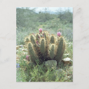 Desert Blooms Cactus Sonora Arizona Foto Briefkaar Briefkaart