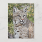 Desert Bobcat Briefkaart (Voorkant)