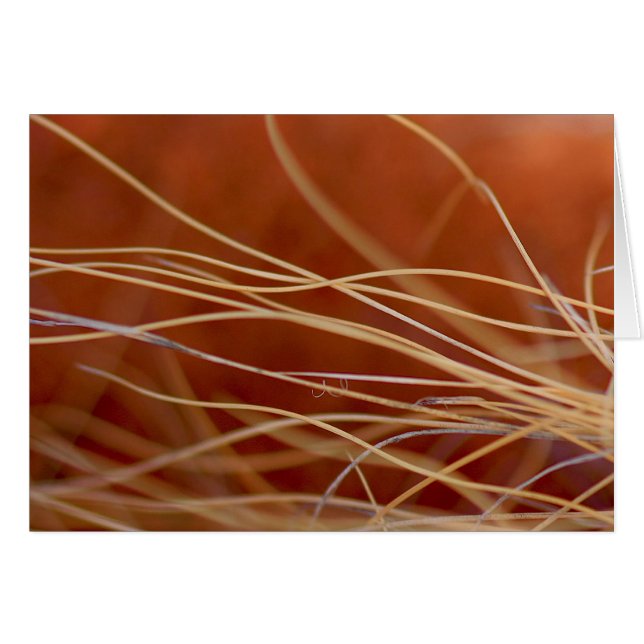 Desert Breeze (Voorkant Horizontaal)