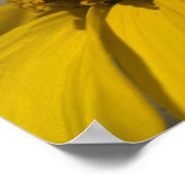 Desert Brittlebrush Blossom Poster (Hoek)