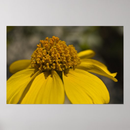 Desert Brittlebrush Blossom Poster (Voorkant)