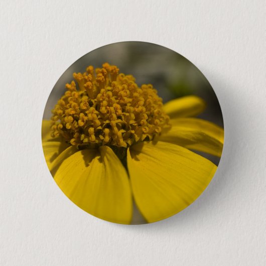 Desert Brittlebrush Ronde Button (Voorkant)