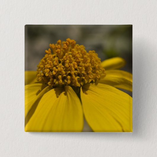 Desert Brittlebrush Square Button (Voorkant)