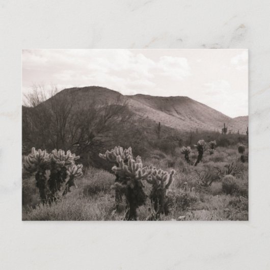 Desert Cacti Jumping Cholla B&W Foto Briefkaart (Voorkant)