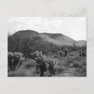 Desert Cacti Jumping Cholla B&W Foto-Briefkaarten Briefkaart