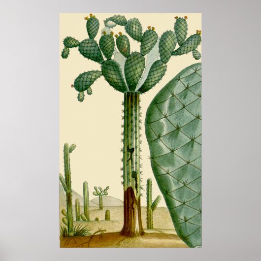 Desert Cacti Scene Poster (Voorkant)