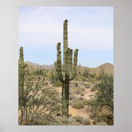 Desert Cactus 16x20 Poster Print Wall Art Decor (Voorkant)