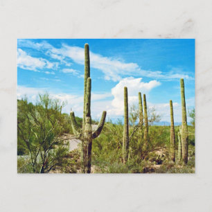 Desert Cactus Arizona Briefkaart