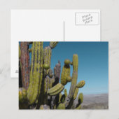 Desert Cactus Briefkaart (Voorkant / Achterkant)