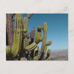 Desert Cactus Briefkaart