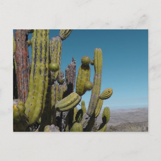 Desert Cactus Briefkaart (Voorkant)