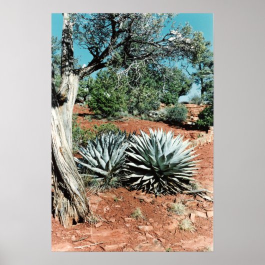 Desert Cactus Poster (Voorkant)