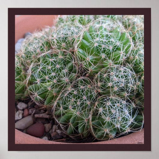 Desert Cactus Poster (Voorkant)