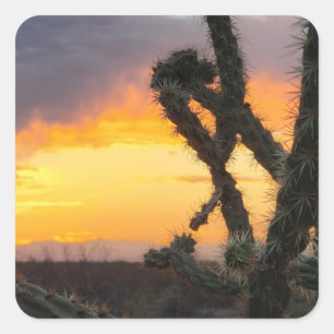 Desert Cactus Sunset Vierkante Sticker