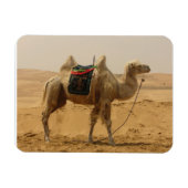 Desert Camel Magnet Magneet (Horizontaal)