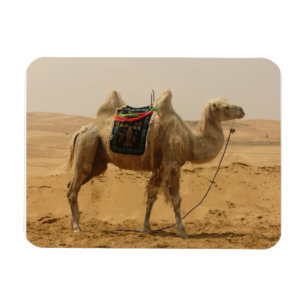 Desert Camel Magnet Magneet
