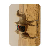 Desert Camel Magnet Magneet (Verticaal)