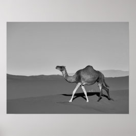Desert Camel Walking Black and White Poster