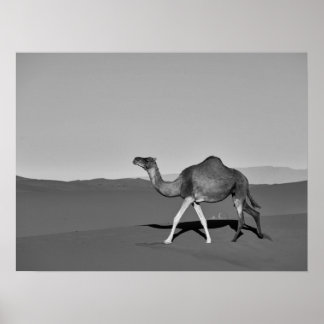 Desert Camel Walking Black and White Poster