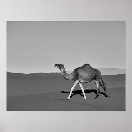 Desert Camel Walking Black and White Poster (Voorkant)