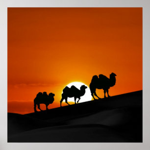 Desert Camels in zonsondergang Poster