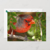 Desert Cardinal Briefkaart (Voorkant / Achterkant)