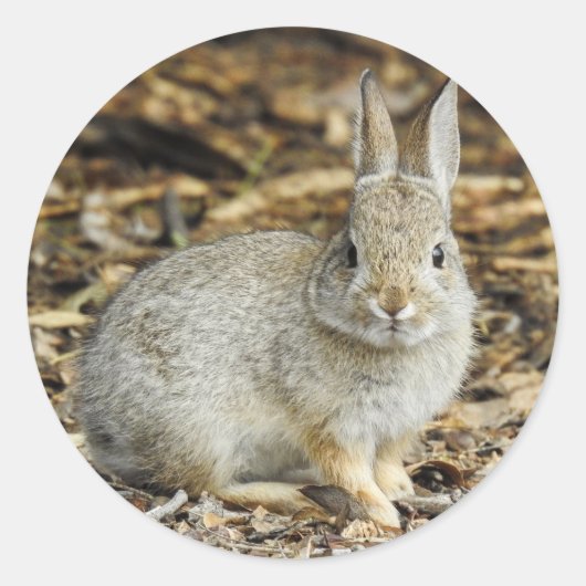 Desert Cottontail Sticker (Voorkant)