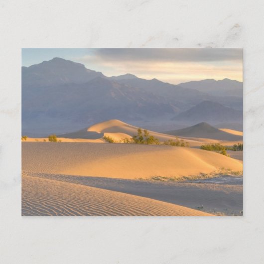 Desert Dawn Briefkaart (Voorkant)