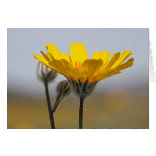 Desert Dune Sunflower (Voorkant Horizontaal)