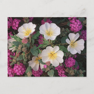 Desert Evening Primrose en Desert Sand Verbena Briefkaart